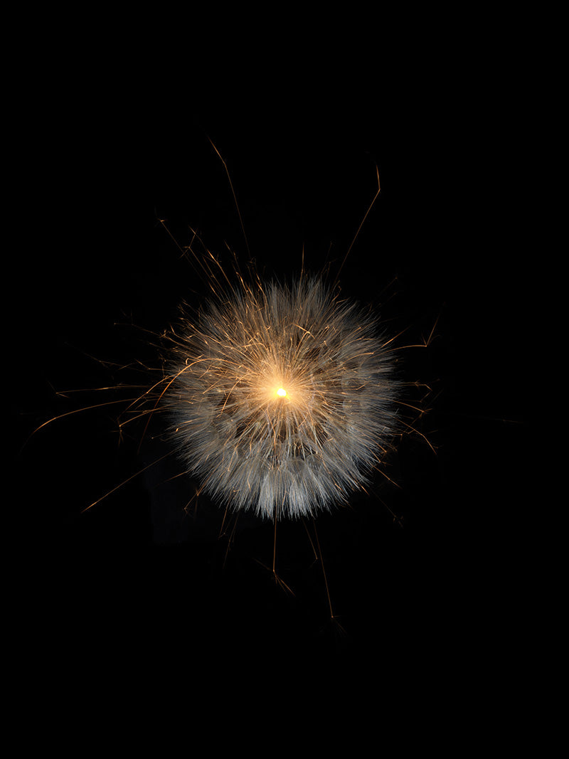 Underwater photograph exploding flower series sparks energy shot Warm Low Light tonality from the Fusion series