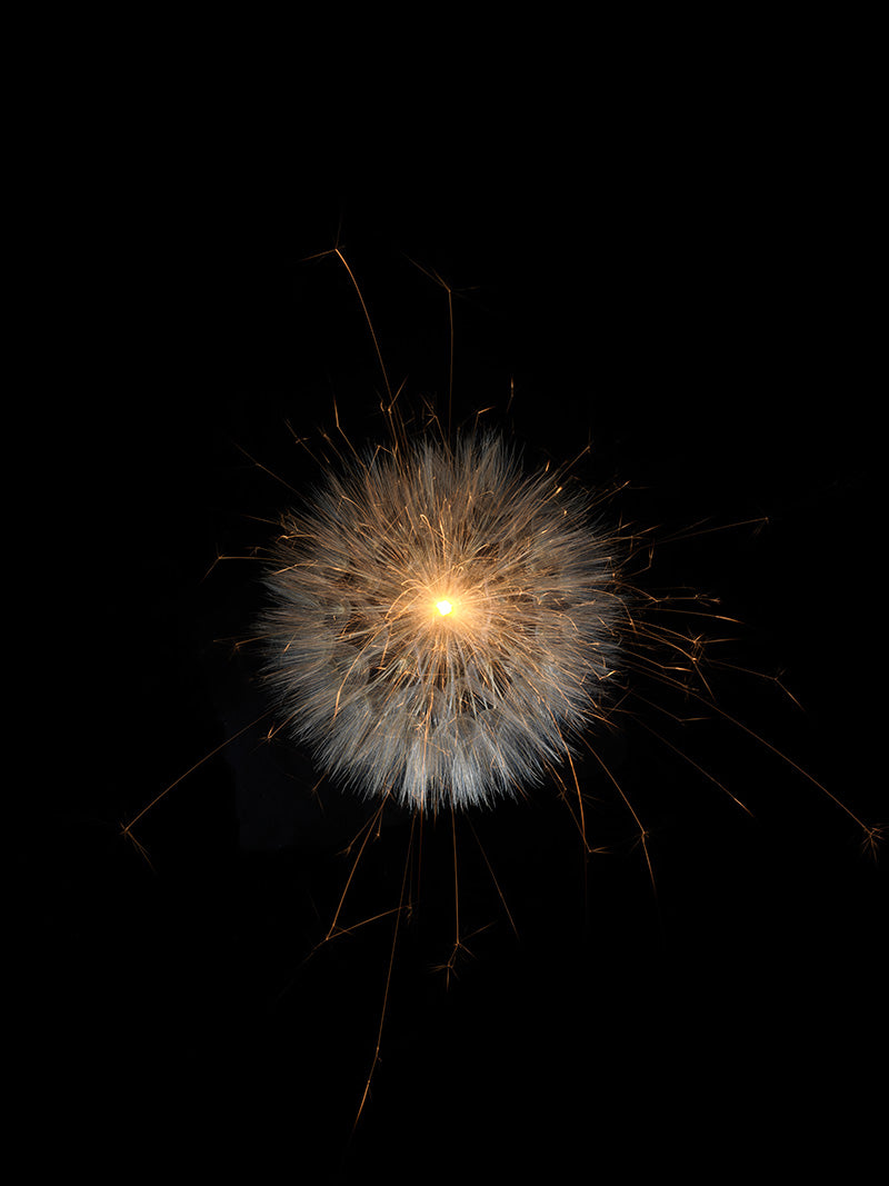 Underwater photograph exploding flower series sparks energy shot Warm Low Light tonality from the Fusion series