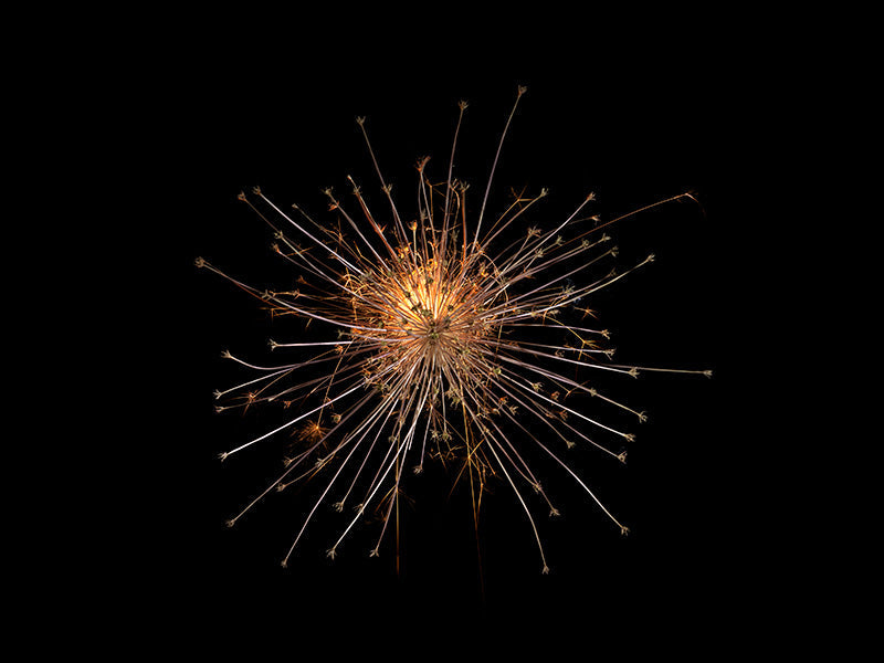 Underwater photograph exploding flower series sparks energy shot Warm Low Light tonality from the Fusion series