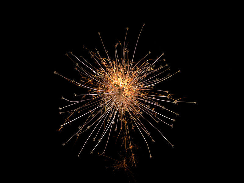 Underwater photograph exploding flower series sparks energy shot Warm Low Light tonality from the Fusion series