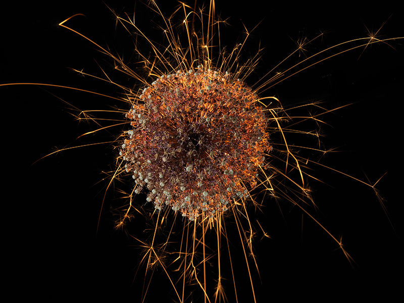 Underwater photograph exploding flower series sparks energy shot Warm Low Light tonality from the Fusion series