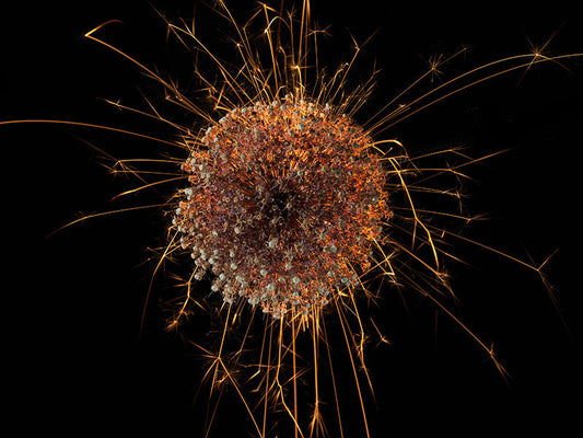 Underwater photograph exploding flower series sparks energy shot Warm Low Light tonality from the Fusion series