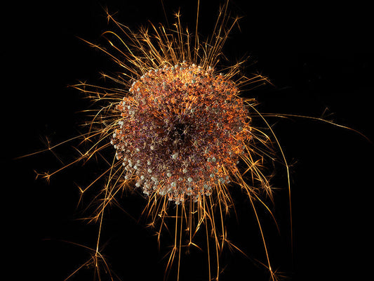 Underwater photograph exploding flower series sparks energy shot Warm Low Light tonality from the Fusion series