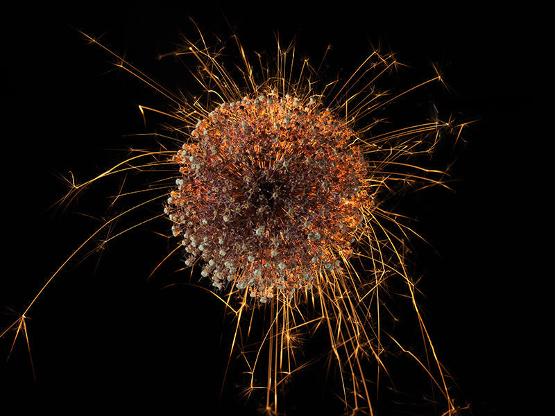 Underwater photograph exploding flower series sparks energy shot Warm Low Light tonality from the Fusion series