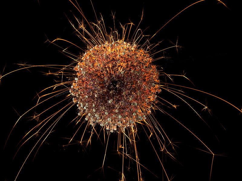 Underwater photograph exploding flower series sparks energy shot Warm Low Light tonality from the Fusion series