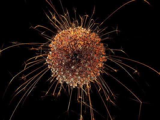 Underwater photograph exploding flower series sparks energy shot Warm Low Light tonality from the Fusion series