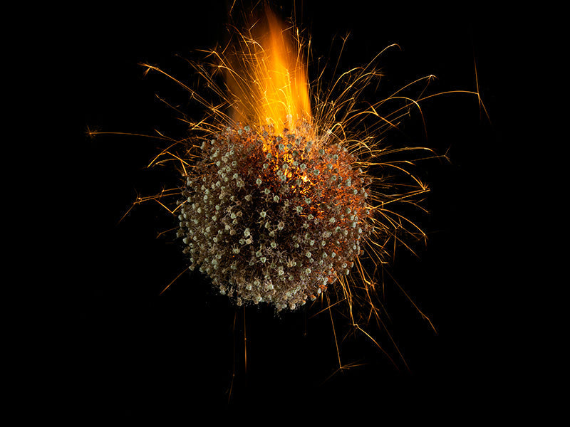 Underwater photograph exploding flower series sparks energy shot Warm Low Light tonality from the Fusion series