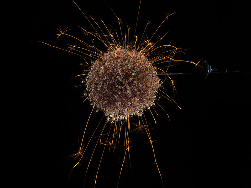 Underwater photograph exploding flower series sparks energy shot Warm Low Light tonality from the Fusion series