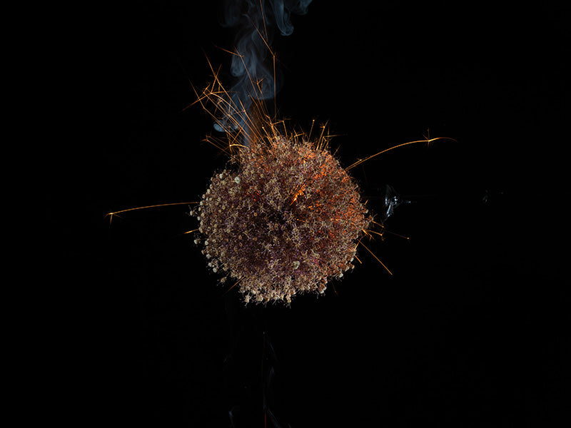 Underwater photograph exploding flower series sparks energy shot Warm Low Light tonality from the Fusion series