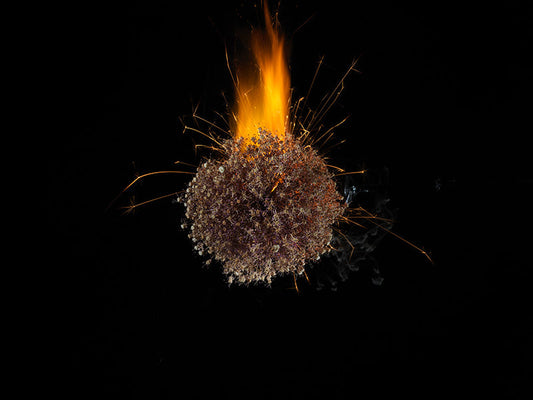 Underwater photograph exploding flower series sparks energy shot Warm Low Light tonality from the Fusion series