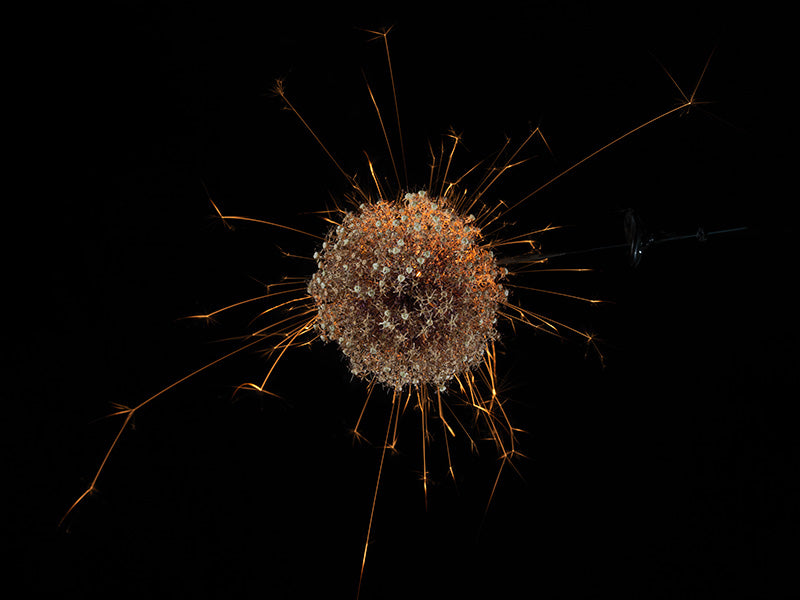 Underwater photograph exploding flower series sparks energy shot Warm Low Light tonality from the Fusion series