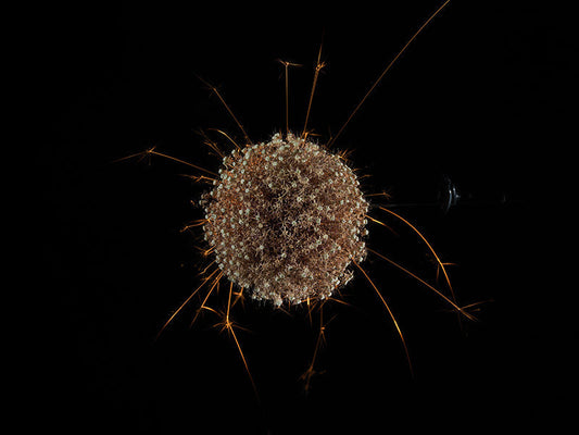 Underwater photograph exploding flower series sparks energy shot Warm Low Light tonality from the Fusion series