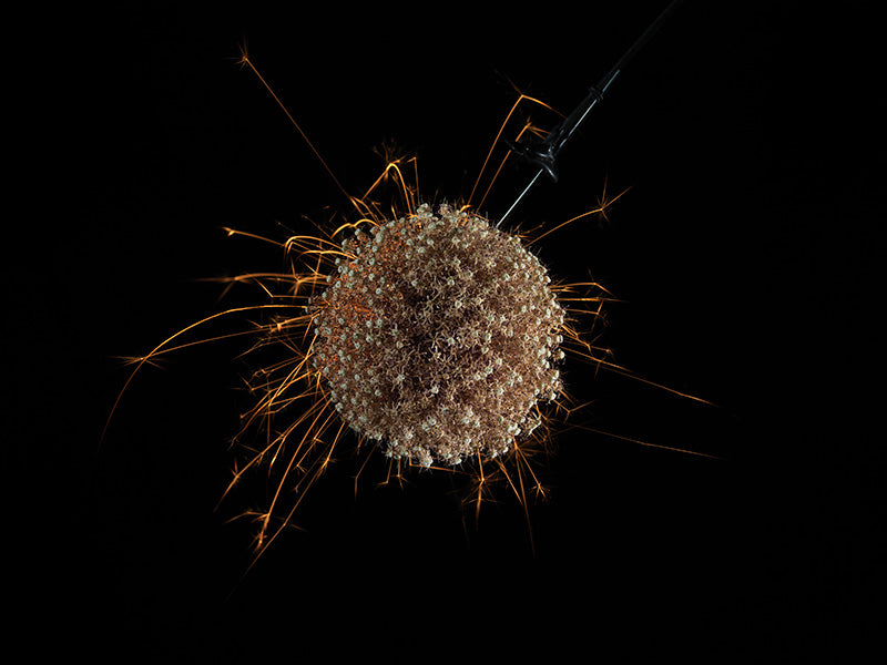 Underwater photograph exploding flower series sparks energy shot Warm Low Light tonality from the Fusion series