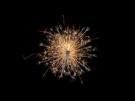 Underwater photograph exploding flower series sparks energy shot Warm Low Light tonality from the Fusion series