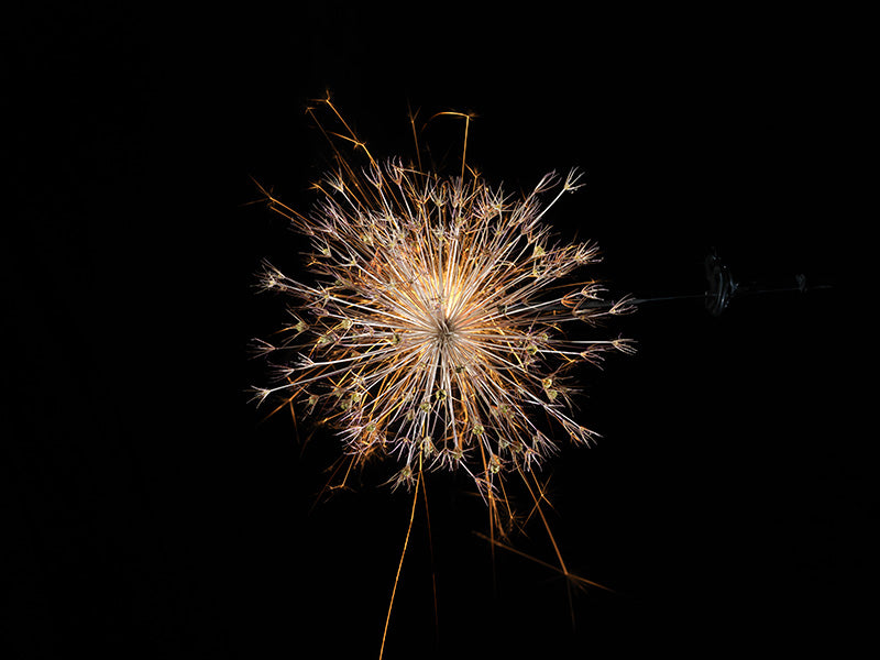 Underwater photograph exploding flower series sparks energy shot Warm Low Light tonality from the Fusion series