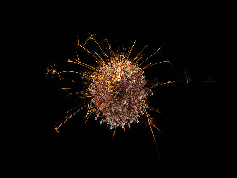 Underwater photograph exploding flower series sparks energy shot Warm Low Light tonality from the Fusion series