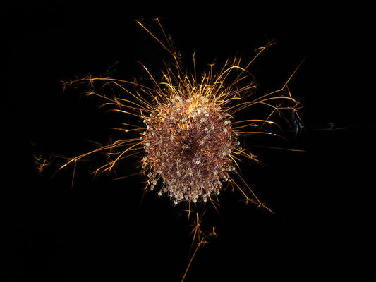 Underwater photograph exploding flower series sparks energy shot Warm Low Light tonality from the Fusion series