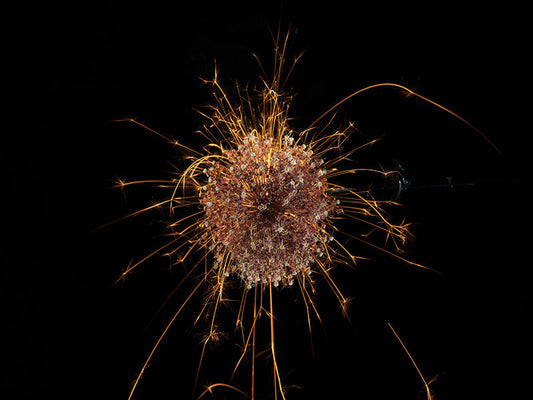 Underwater photograph exploding flower series sparks energy shot Warm Low Light tonality from the Fusion series