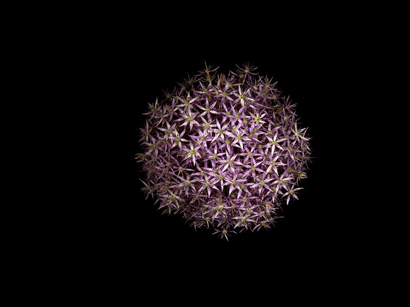 Underwater photograph exploding flower series sparks energy shot Warm Low Light tonality from the Fusion series