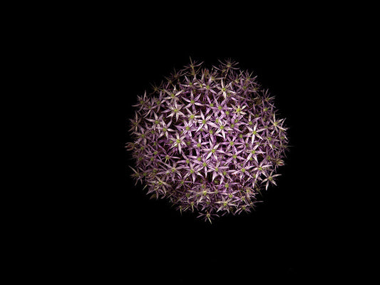 Underwater photograph exploding flower series sparks energy shot Warm Low Light tonality from the Fusion series