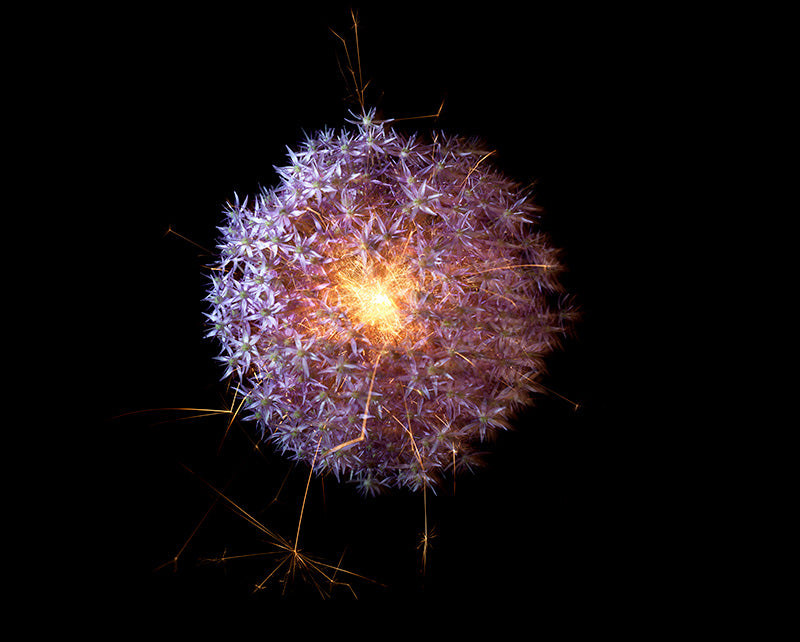 Underwater photograph exploding flower series sparks energy shot Warm Low Light tonality from the Fusion series