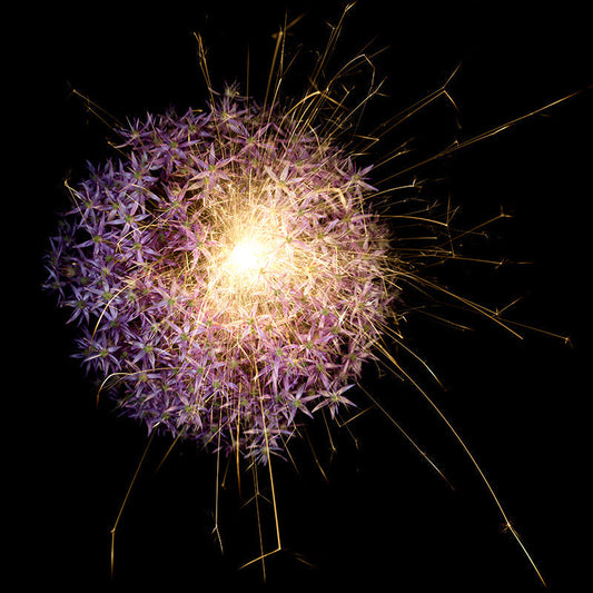 Underwater photograph exploding flower series sparks energy shot Warm Low Light tonality from the Fusion series