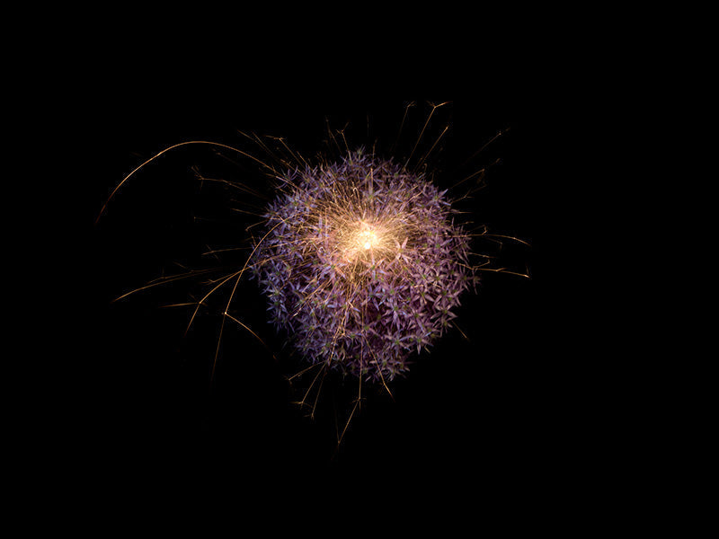 Underwater photograph exploding flower series sparks energy shot Warm Low Light tonality from the Fusion series