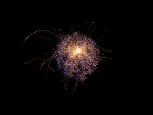 Underwater photograph exploding flower series sparks energy shot Warm Low Light tonality from the Fusion series