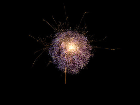 Underwater photograph exploding flower series sparks energy shot Warm Low Light tonality from the Fusion series