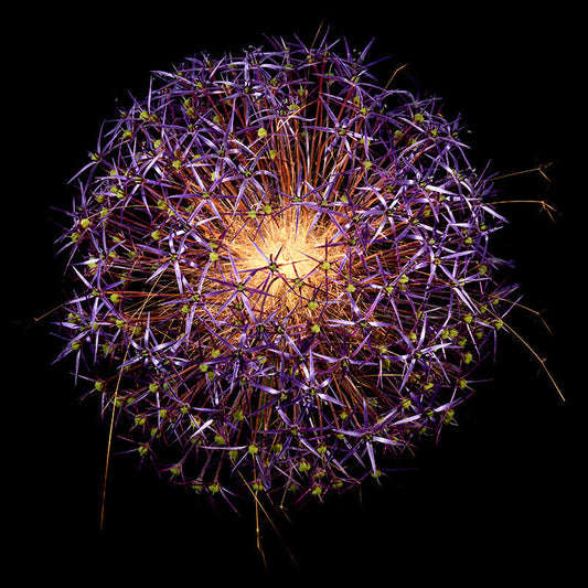 Underwater photograph exploding flower series sparks energy shot Warm Low Light tonality from the Fusion series