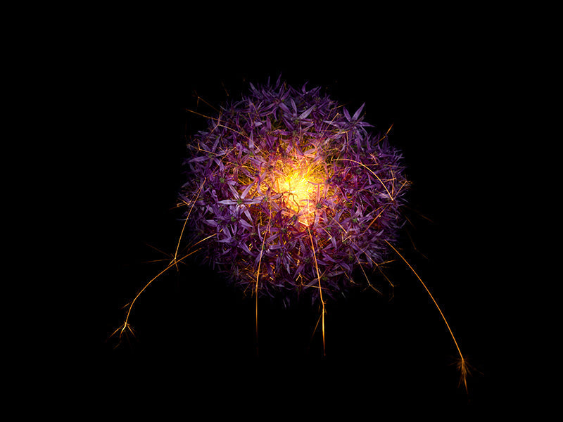 Underwater photograph exploding flower series sparks energy shot Warm Low Light tonality from the Fusion series