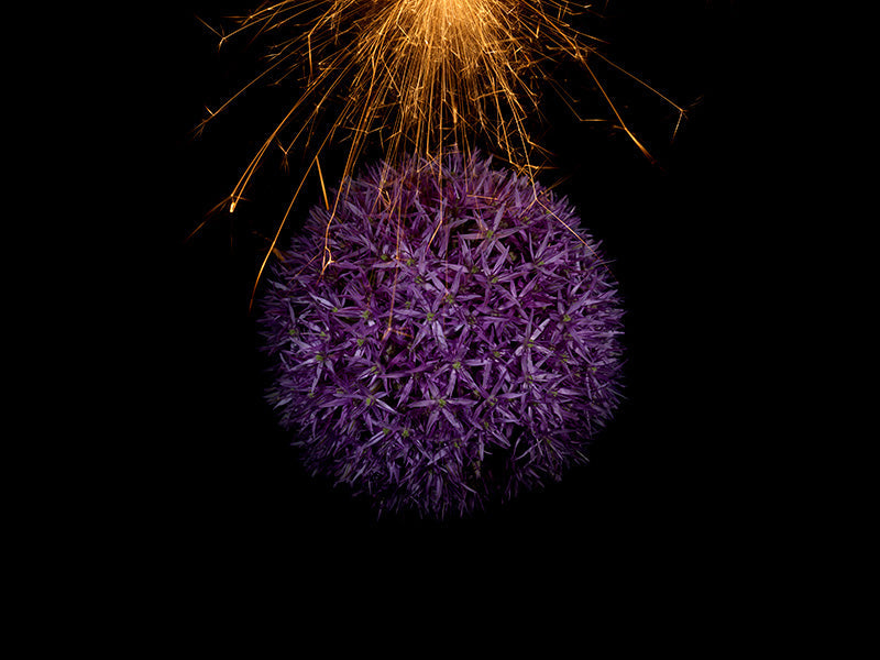 Underwater photograph exploding flower series sparks energy shot Warm Low Light tonality from the Fusion series