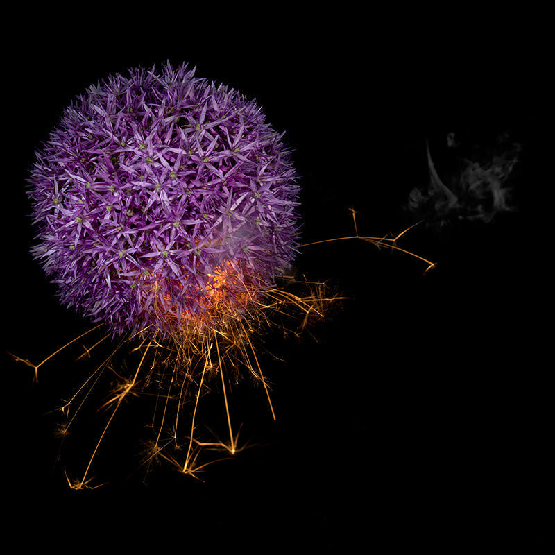 Underwater photograph exploding flower series sparks energy shot Warm Low Light tonality from the Fusion series
