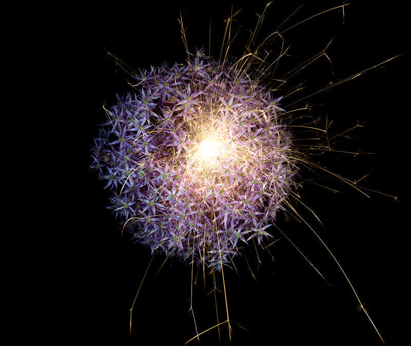 Underwater photograph exploding flower series sparks energy shot Warm Low Light tonality from the Fusion series