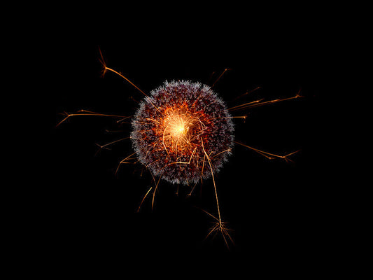 Underwater photograph exploding flower series sparks energy shot Warm Low Light tonality from the Fusion series