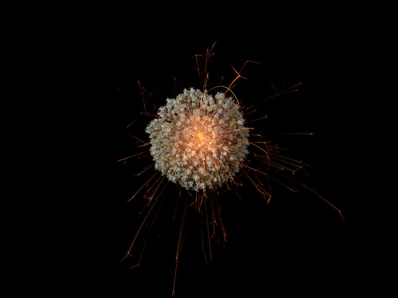 Underwater photograph exploding flower series sparks energy shot Warm Low Light tonality from the Fusion series