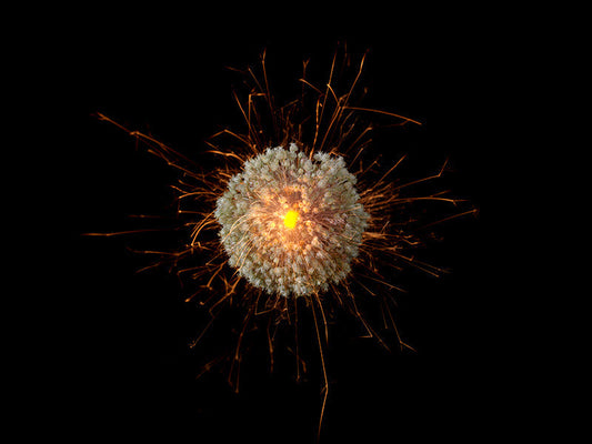 Underwater photograph exploding flower series sparks energy shot Warm Low Light tonality from the Fusion series