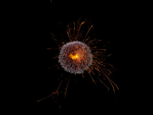 Underwater photograph exploding flower series sparks energy shot Warm Low Light tonality from the Fusion series