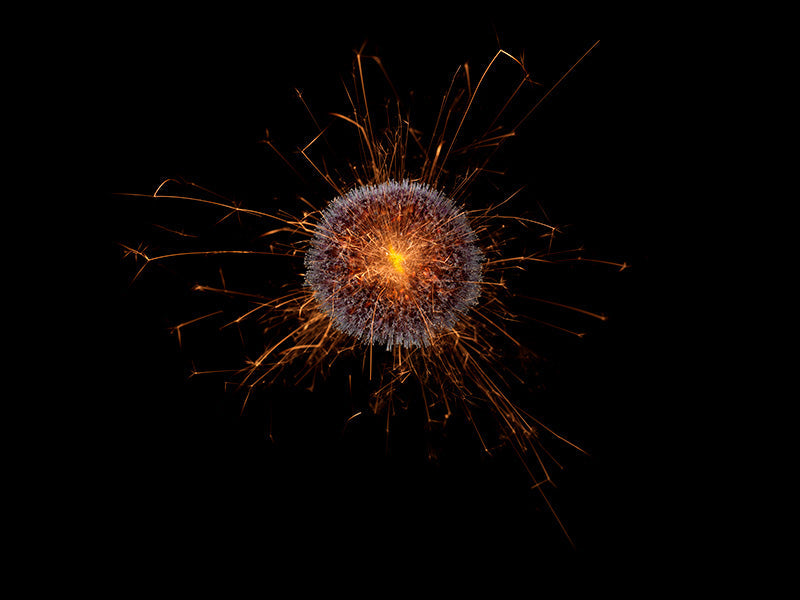 Underwater photograph exploding flower series sparks energy shot Warm Low Light tonality from the Fusion series