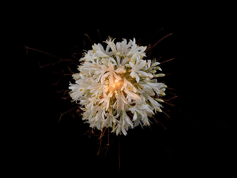 Underwater photograph exploding flower series sparks energy shot Warm Low Light tonality from the Fusion series