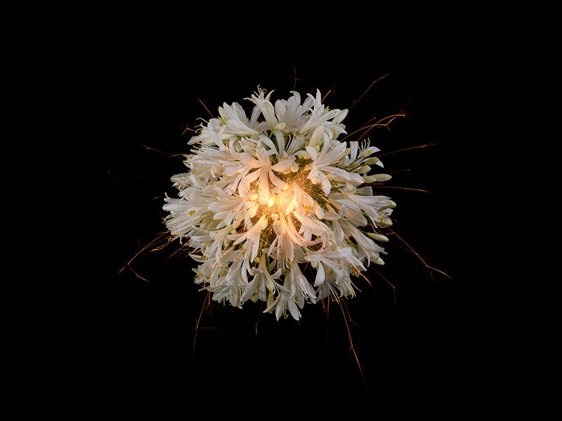 Underwater photograph exploding flower series sparks energy shot Warm Low Light tonality from the Fusion series