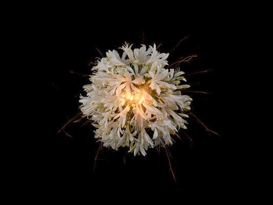 Underwater photograph exploding flower series sparks energy shot Warm Low Light tonality from the Fusion series