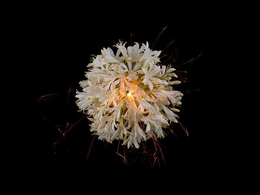 Underwater photograph exploding flower series sparks energy shot Warm Low Light tonality from the Fusion series