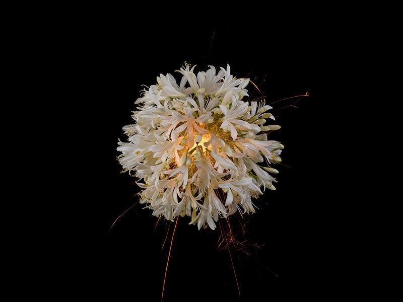 Underwater photograph exploding flower series sparks energy shot Warm Low Light tonality from the Fusion series