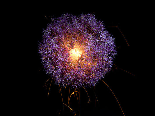 Underwater photograph exploding flower series sparks energy shot Warm Low Light tonality from the Fusion series