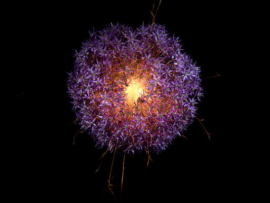 Underwater photograph exploding flower series sparks energy shot Warm Low Light tonality from the Fusion series