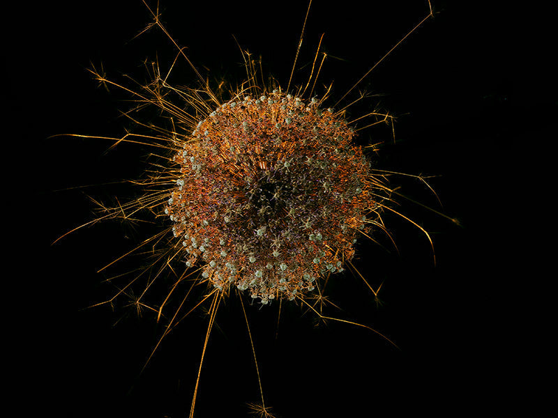 Underwater photograph exploding flower series sparks energy shot Warm Low Light tonality from the Fusion series