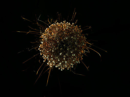 Underwater photograph exploding flower series sparks energy shot Warm Low Light tonality from the Fusion series