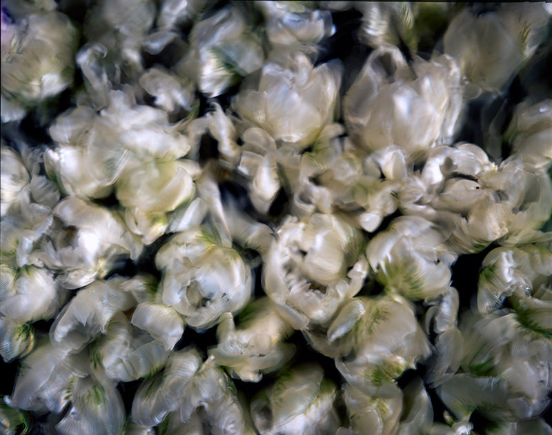 Underwater photograph floral asbtract Warm Mid Tone tonality