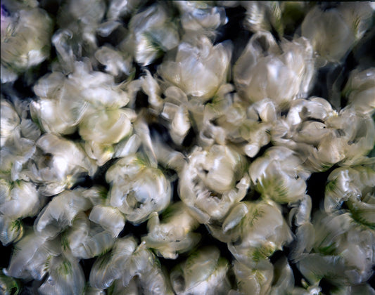 Underwater photograph floral asbtract Warm Mid Tone tonality